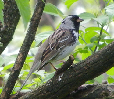 Harris Sparrow adult